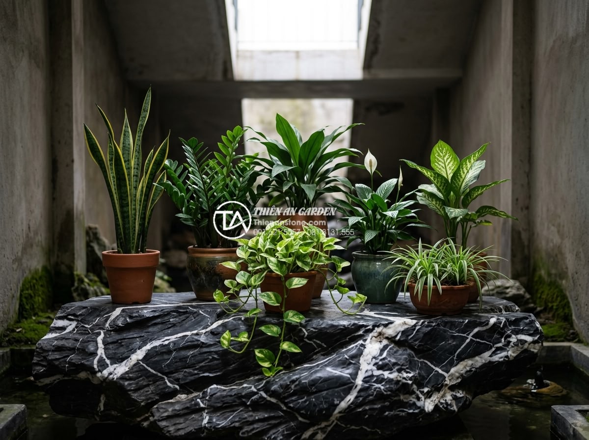 7 Loại cây trồng giếng trời ít ánh sáng cực dễ chăm sóc - Selection of seven low-light indoor plants arranged in pots on natural stone sur