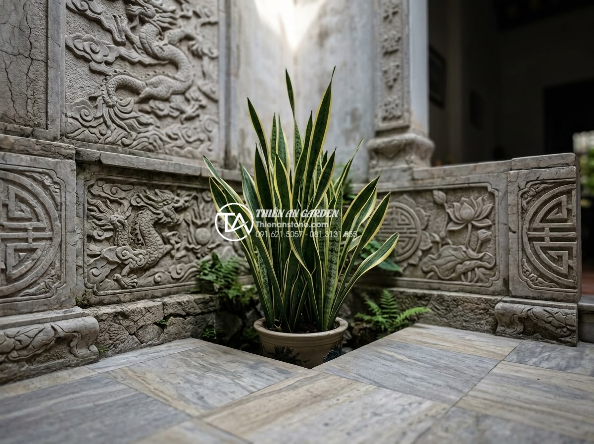 7 Loại cây trồng giếng trời ít ánh sáng cực dễ chăm sóc - Tall snake plant with striped leaves growing vibrantly in a low-light sky well s