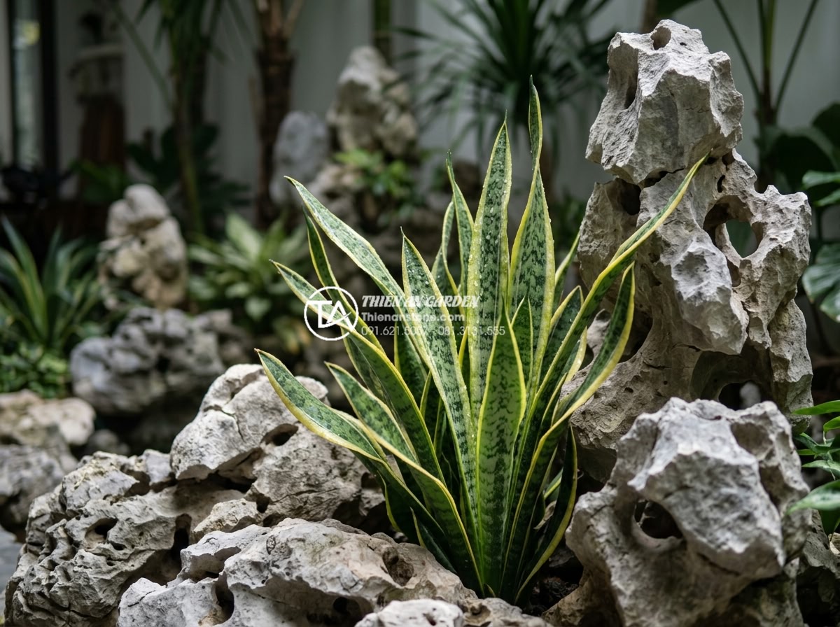 7 Loại cây trồng giếng trời ít ánh sáng cực dễ chăm sóc - Close-up of snake plant foliage with water droplets in shaded atrium setting int