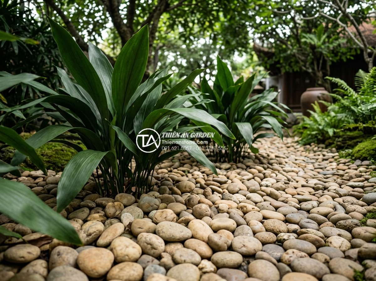 Top 10 loại cây chịu bóng râm cực tốt cho tiểu cảnh sân sau nhà phố - Mature Aspidistra plants enhancing durability in low light landscape