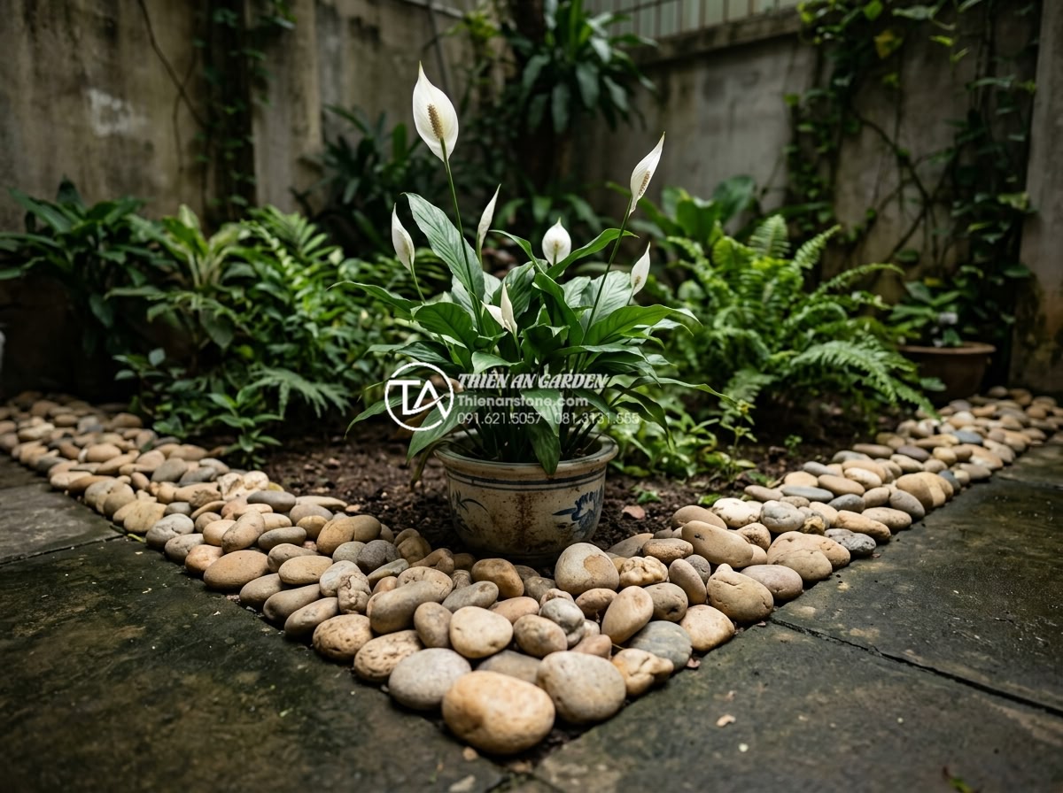 Top 10 loại cây chịu bóng râm cực tốt cho tiểu cảnh sân sau nhà phố - Beautiful Spathiphyllum (Lan Ý) plant with white flowers in a low-light backyard