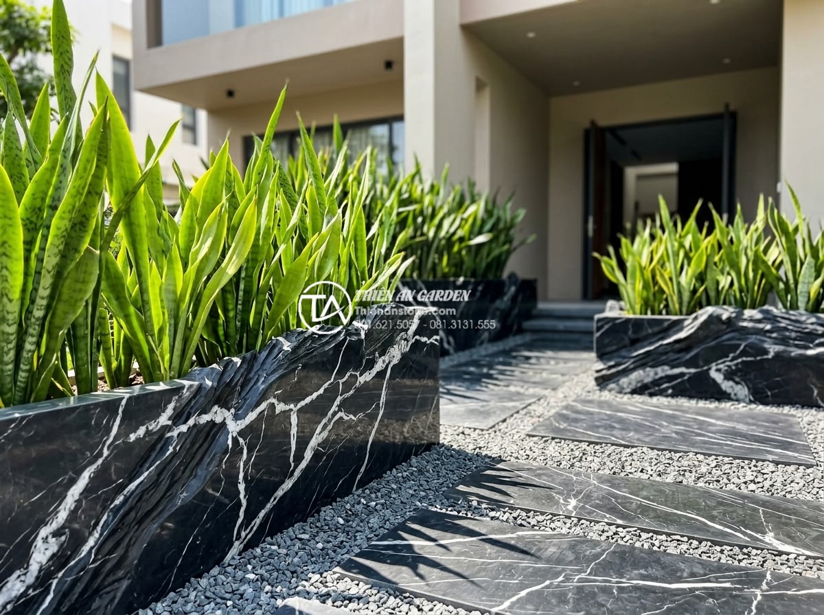 Top 7 loại cây chịu nắng tốt nhất cho mẫu tiểu cảnh trước nhà đẹp - Modern front yard mini landscape featuring tall Sansevieria plants in natural st