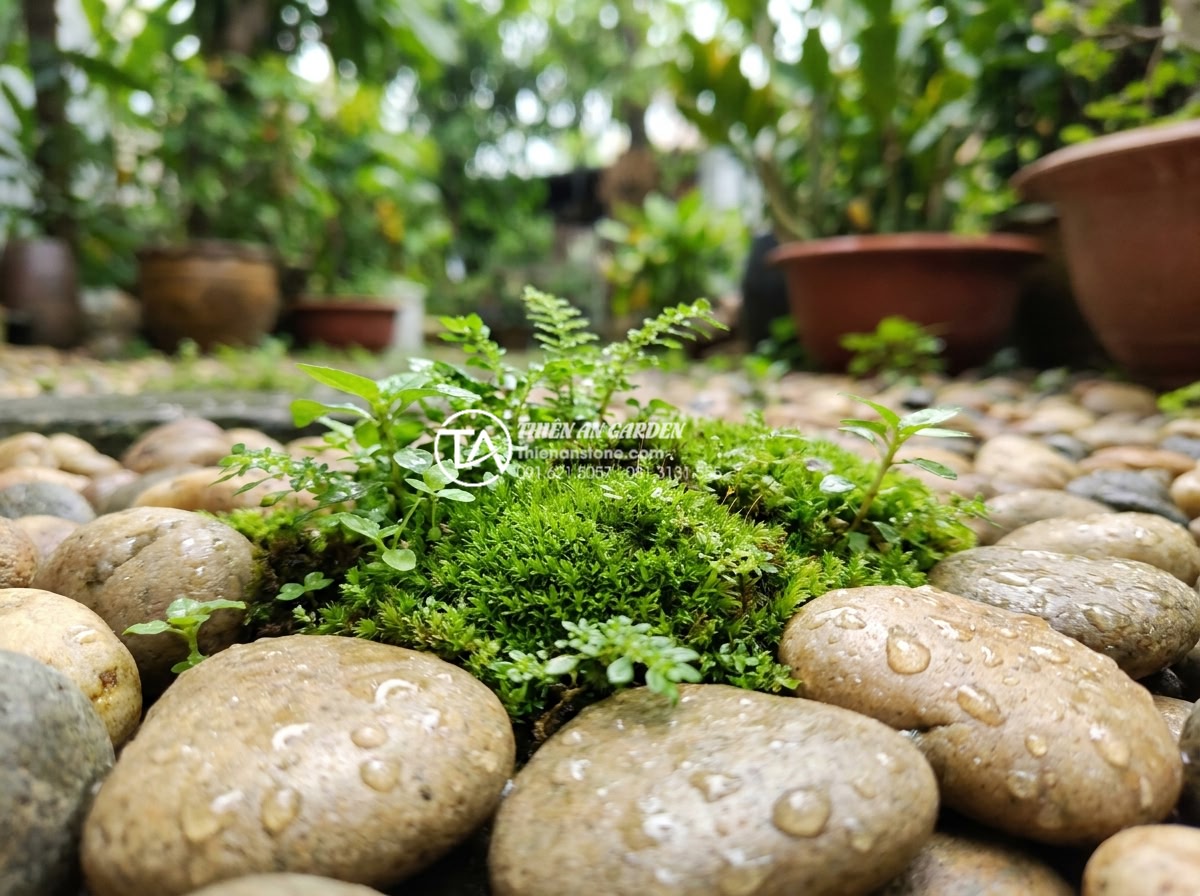 Cách sử dụng đá thấm thủy làm tiểu cảnh mini trước nhà cực độc đáo - Close-up of healthy green moss and small plants thriving on naturally wet porous