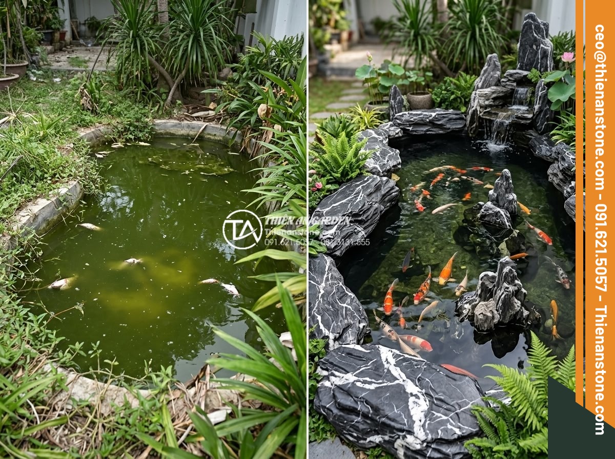 Độ sâu lý tưởng của hồ cá sân vườn để cá phát triển tốt nhất là bao nhiêu? - Hình 6 Độ sâu lý tưởng của hồ cá sân vườn để cá phát triển tốt nhất là bao nhiêu? - Before and after comparison photos of a garden fish pond renovation showing shal