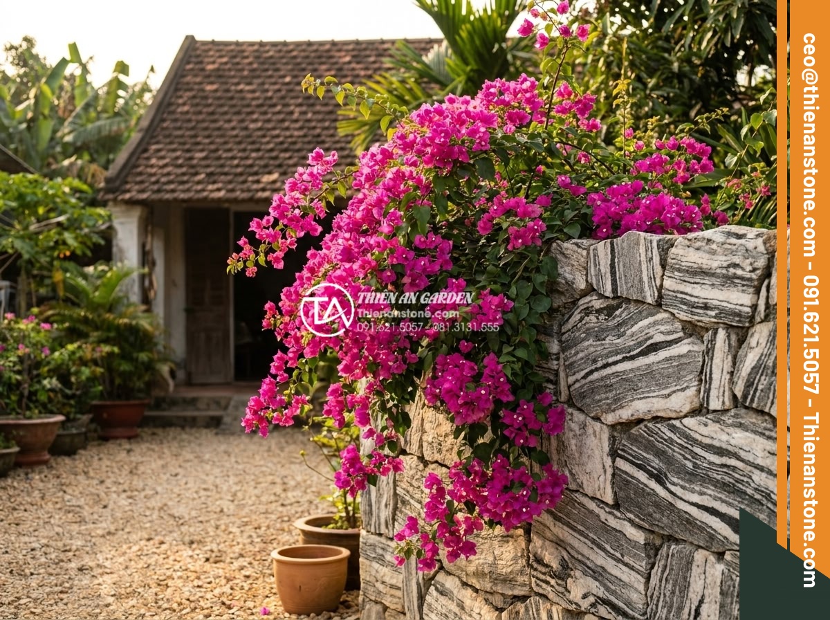 Top 7 loại cây bền bỉ, dễ chăm sóc nhất cho tiểu cảnh sân trước nắng gắt - Stunning realistic photo of bougainvillea in full bloom climbing over natural st