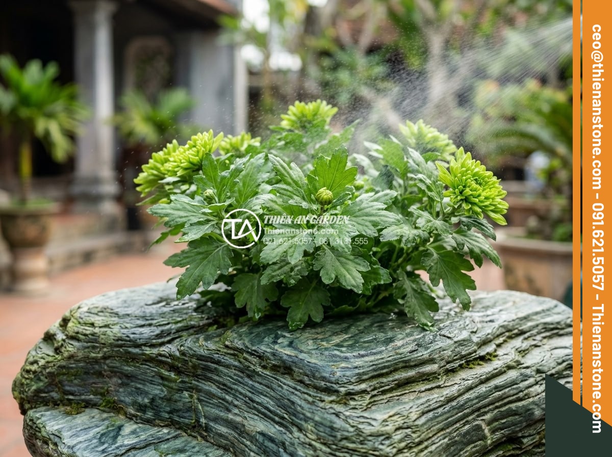 Cách chăm sóc hoa trong tiểu cảnh đá để tươi lâu suốt 3 tuần Tết - Natural pest control treatment on stone-based flower arrangement: applying organ