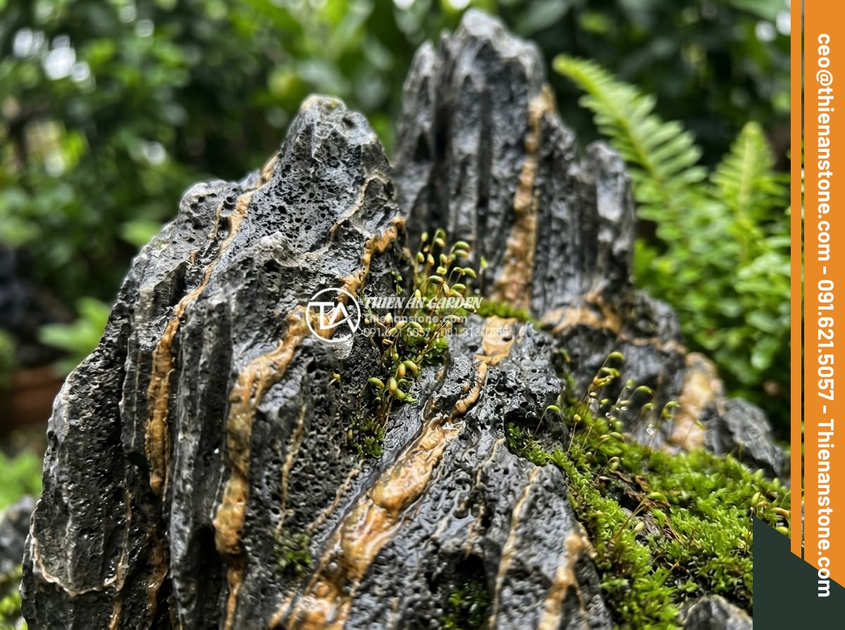 Cách xử lý rêu mốc cho tiểu cảnh làng quê ngoài trời vào mùa mưa - Detailed macro photography of moss spores attaching to porous natural stone surf