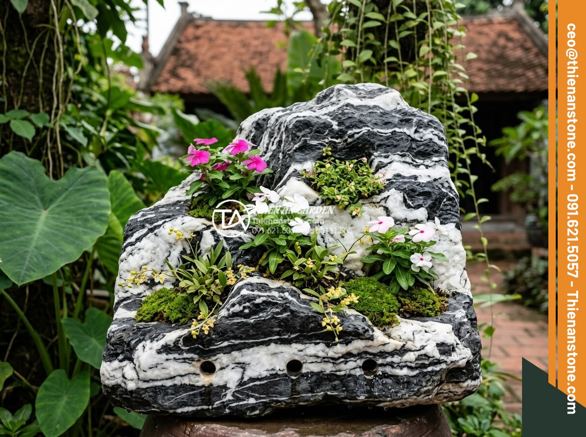 Hướng dẫn xử lý thoát nước cho tiểu cảnh hoa tết để tránh thối rễ - Hình 13 Hướng dẫn xử lý thoát nước cho tiểu cảnh hoa tết để tránh thối rễ - Practical tips illustration for planting flowers on stone with proper spacing an