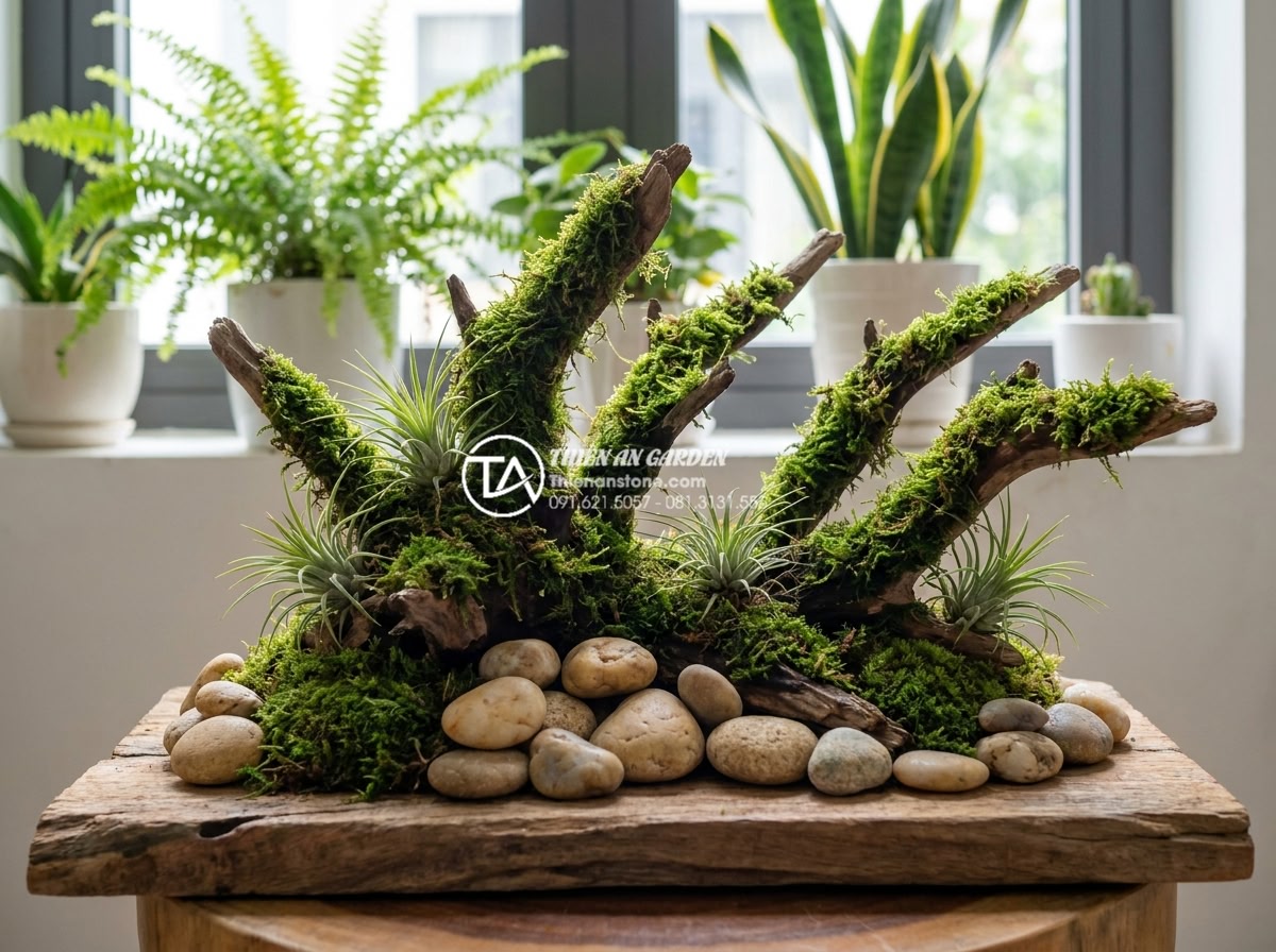 Kỹ thuật gắn rêu và cây không khí lên tiểu cảnh gỗ lũa mini - Wide angle view of completed mini driftwood bonsai scene with dense moss coverag