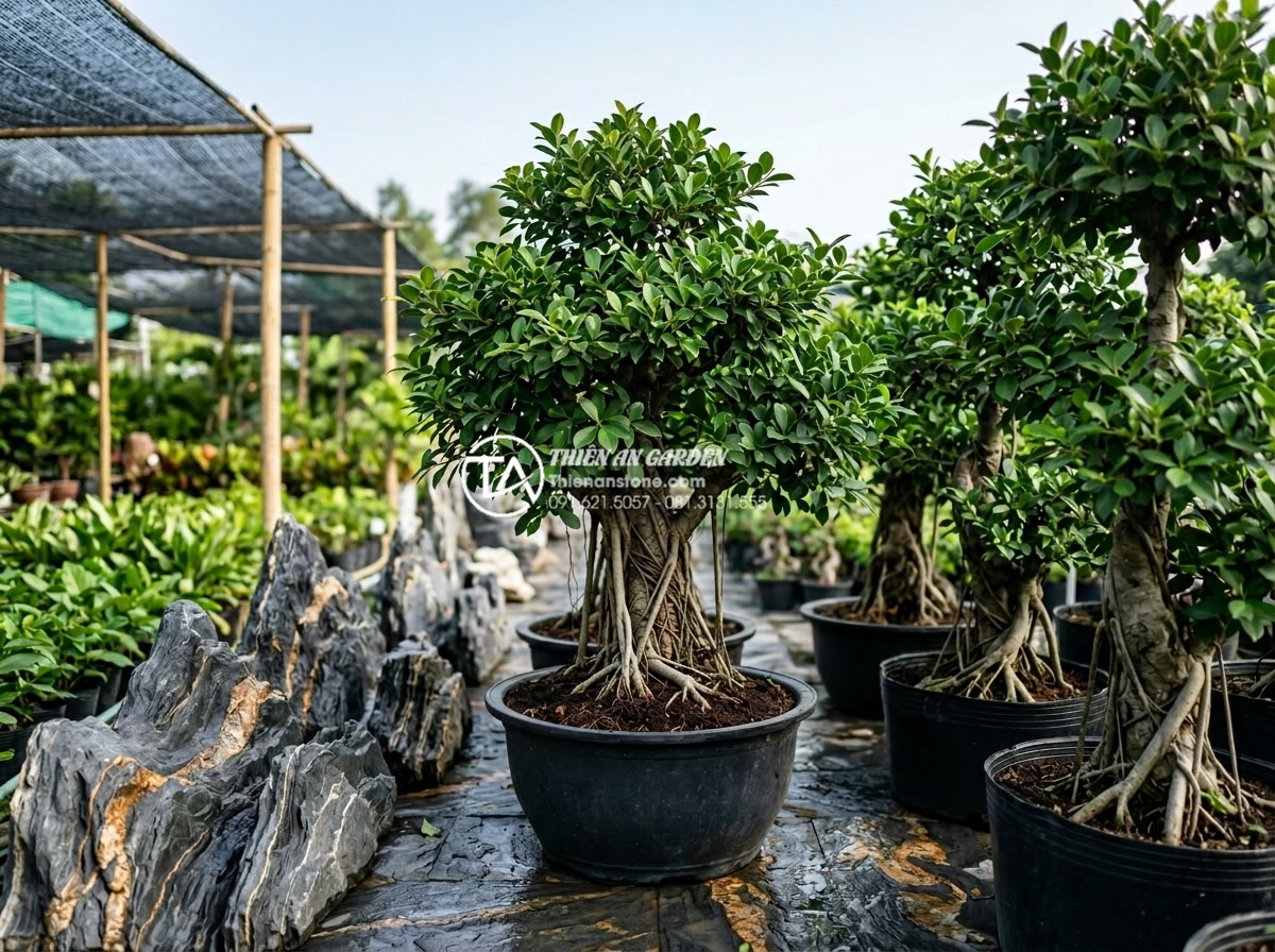 Báo giá thi công tiểu cảnh cây ôm đá trọn gói mới nhất 2026 - High-quality product photography of healthy mature banyan trees ready for garden