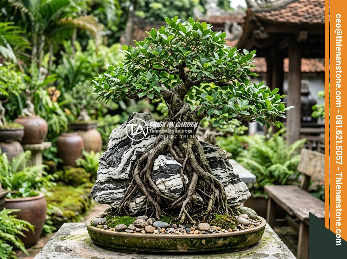 Bí quyết chọn đá Tuyết Sơn làm tiểu cảnh cây ôm đá chuẩn phong thủy - Hình 18 Bí quyết chọn đá Tuyết Sơn làm tiểu cảnh cây ôm đá chuẩn phong thủy - Long term maintenance professional photograph of a 5 year old Tuyet Son stone tr