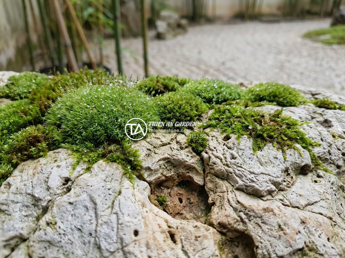 Các loại cây phù hợp cho tiểu cảnh thiền chịu bóng và dễ chăm sóc - Macro photography of lush Japanese garden moss varieties growing on natural ston