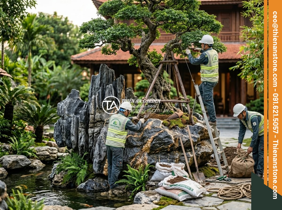 Cây mai chiếu thủy ôm đá: Hương thơm và vẻ đẹp thanh cao - Hình 6 Cây mai chiếu thủy ôm đá: Hương thơm và vẻ đẹp thanh cao - Professional construction scene of installing large Mai Chieu Thuy tree on stone