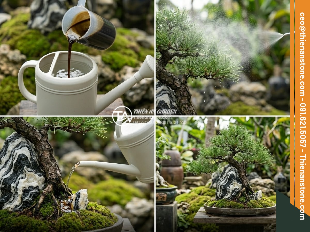 Hỏi đáp: Cây ôm đá có cần bón phân không? Cách bón phân hiệu quả - Hình 4 Hỏi đáp: Cây ôm đá có cần bón phân không? Cách bón phân hiệu quả - Split comparison image showing healthy vibrant stone bonsai tree on left treated