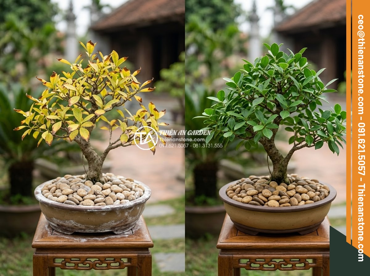 Hỏi đáp: Cây ôm đá có cần bón phân không? Cách bón phân hiệu quả - Hình 7 Hỏi đáp: Cây ôm đá có cần bón phân không? Cách bón phân hiệu quả - Warning-style educational image illustrating common fertilizer mistakes on stone