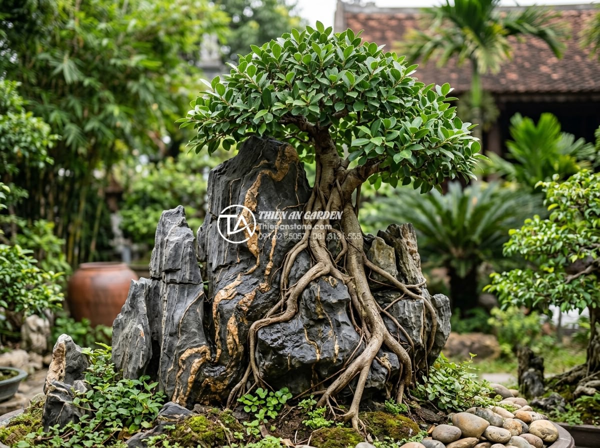 Kỹ thuật ký cây vào đá: 7 bước để rễ bám chắc và tự nhiên nhất - Hình 12 Kỹ thuật ký cây vào đá: 7 bước để rễ bám chắc và tự nhiên nhất - Finished example of successful tree embracing stone after completing all 7 steps
