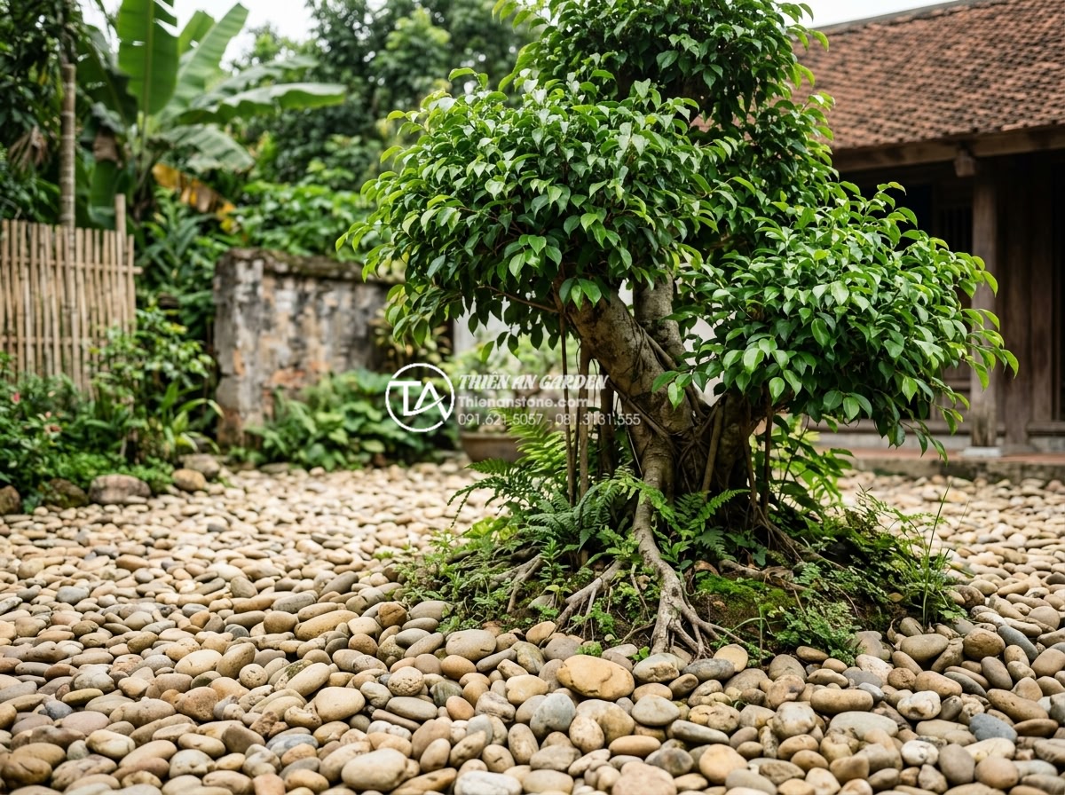 Kỹ thuật ký cây vào đá: 7 bước để rễ bám chắc và tự nhiên nhất - Hình 16 Kỹ thuật ký cây vào đá: 7 bước để rễ bám chắc và tự nhiên nhất - Corrected tree-stone artwork showing fixed common errors with healthy growth and