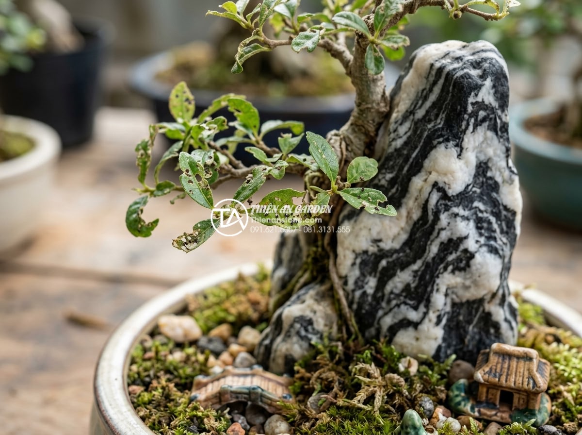 Lỗi thường gặp khi tự làm tiểu cảnh cây ôm đá mini tại nhà - Hình 15 Lỗi thường gặp khi tự làm tiểu cảnh cây ôm đá mini tại nhà - Close-up of pest damage on leaves of stone hugging tree in DIY miniature setup
