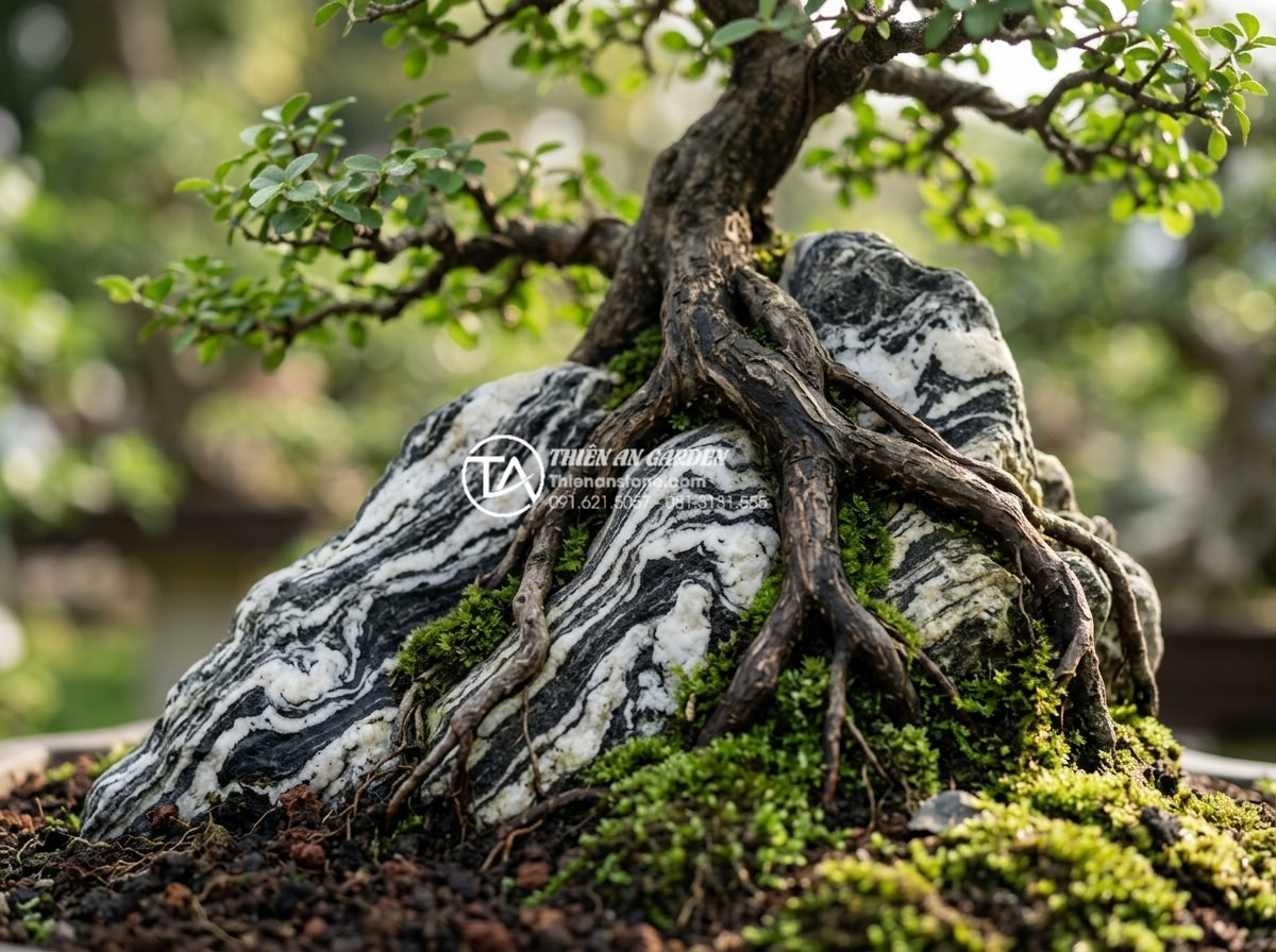 Nghệ thuật sắp đặt đá cảnh để tạo hình tiểu cảnh cây ôm đá tự nhiên nhất - Hình 7 Nghệ thuật sắp đặt đá cảnh để tạo hình tiểu cảnh cây ôm đá tự nhiên nhất - Beautiful close-up of healthy bonsai tree roots naturally wrapping around a text