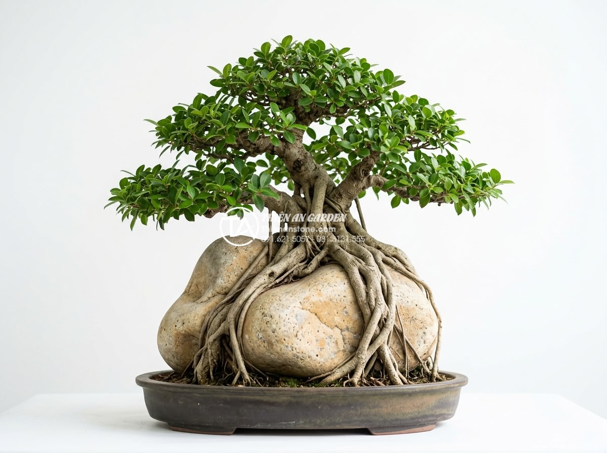 Review top 5 địa chỉ mua tiểu cảnh cây ôm đá uy tín tại Hà Nội và TP.HCM - Professional studio shot of high-end bonsai on natural stone base with intricate