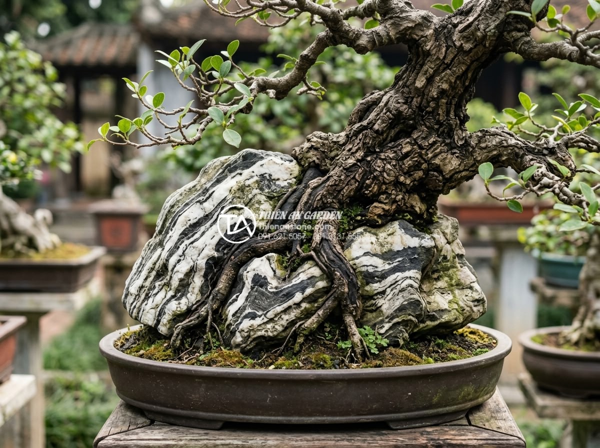Sự khác biệt giữa tiểu cảnh cây ôm đá và cây bám đá nghệ thuật - Detailed macro photo of Ishizuki bonsai with tree roots penetrating deep into na