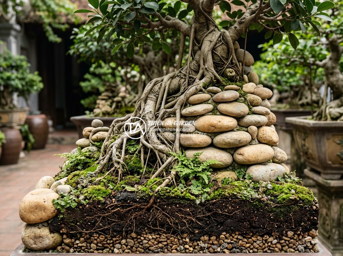 Sự khác biệt giữa tiểu cảnh cây ôm đá và cây bám đá nghệ thuật - Detailed structural view of tree embracing stone miniature landscape showing roo