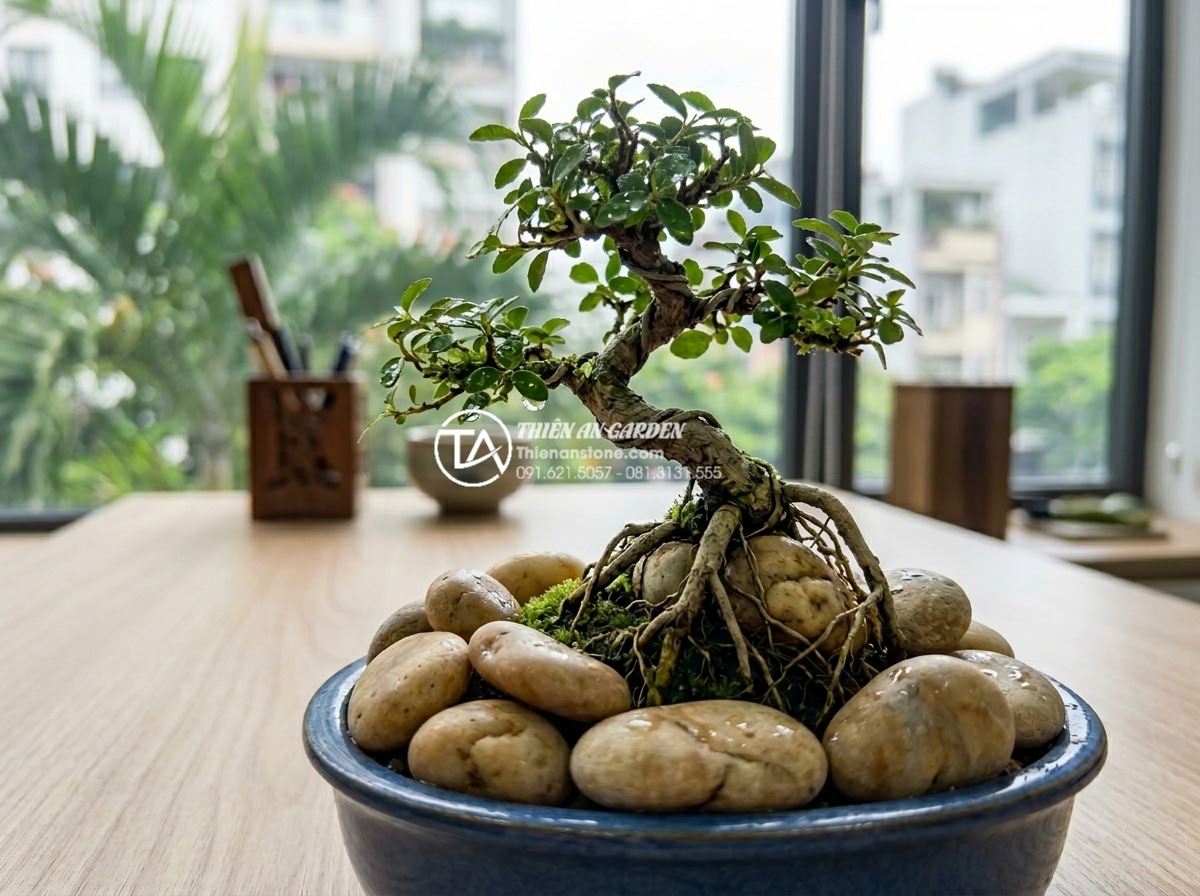 Tại sao tiểu cảnh cây ôm đá ngày càng được giới văn phòng ưa chuộng? - High-resolution close-up of a miniature bonsai tree with twisted roots tightly e