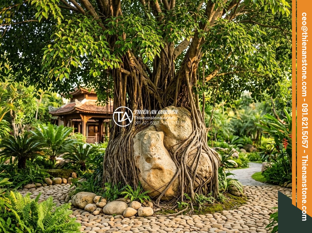Top 5 loại cây lý tưởng nhất để làm tiểu cảnh đá ôm cây bền đẹp - Hình 4 Top 5 loại cây lý tưởng nhất để làm tiểu cảnh đá ôm cây bền đẹp - High detail realistic photograph of a large Ficus benjamina tree with extensive