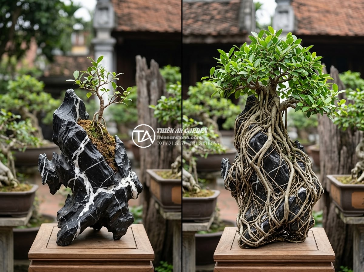 Ý tưởng thiết kế tiểu cảnh cây ôm đá cho giếng trời và gầm cầu thang - Beautiful before-and-after style professional photograph showing long-term maint