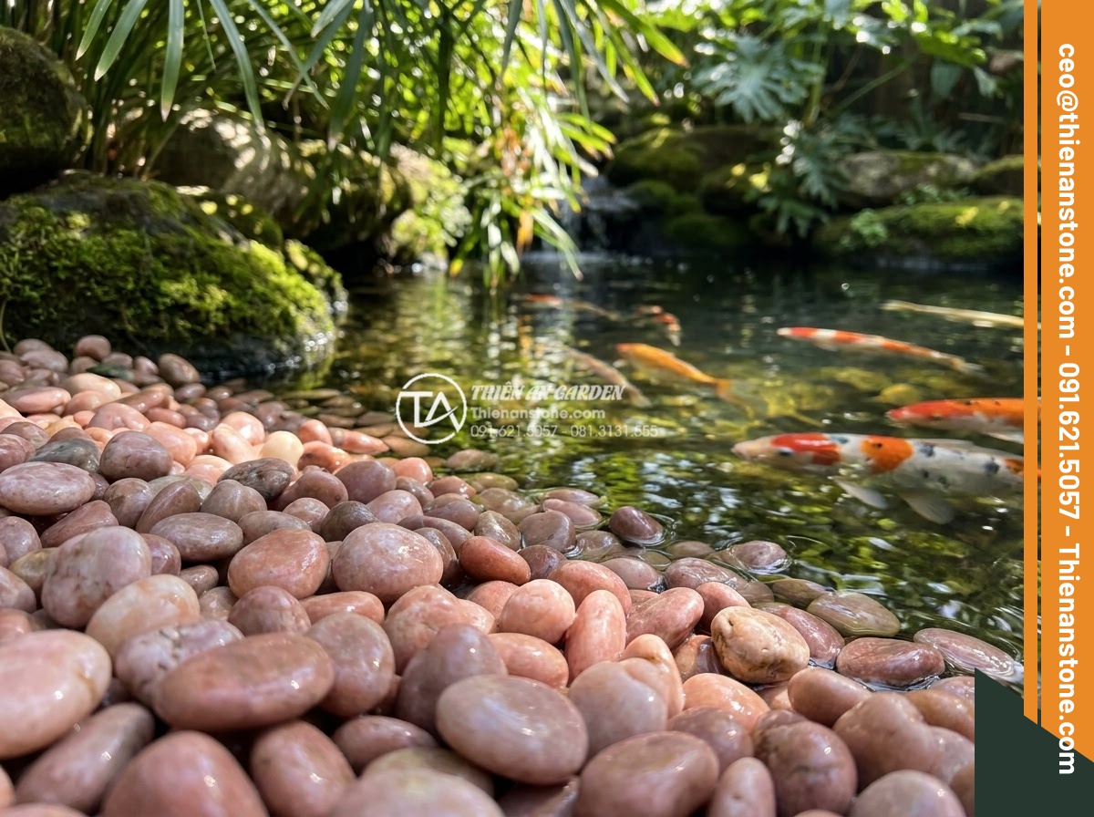 Sỏi hồng quay 1-3cm - Hình 12 Sỏi hồng quay 1-3cm - Detailed view of 1-3cm pink pebbles at the edge of a Koi pond with clear water a