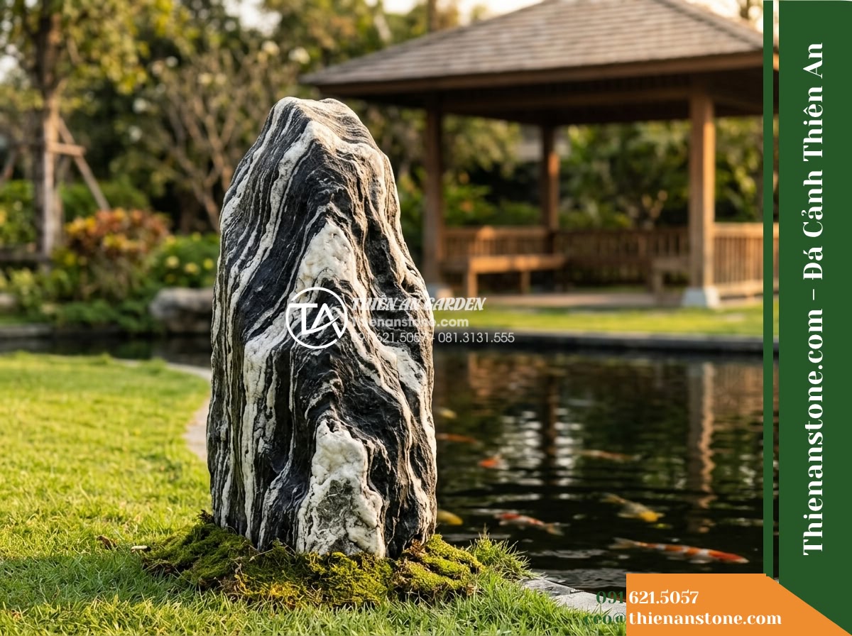 Đá Ngũ Vân Sơn (Đá chủ 90–130cm) | Chuyên làm đá điểm phong thủy quanh hồ. - A solitary natural Ngũ Vân Sơn feature stone standing 90 to 130 centimeters tall